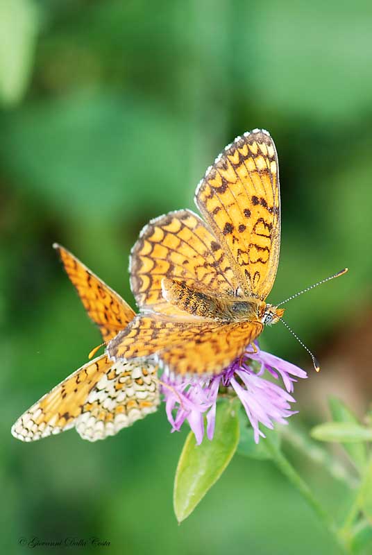 Melitaea phoebe da confermare